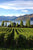 PAST EVENT : Antipodean Wine Tasting : Friday 19th May