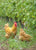 PAST Event : Tasting Languedoc White Wine : Free Event