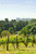 French Festival of Wine Tasting : Friday 29 August