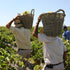 Spanish Wine Tasting Ticket 17 & 18 July