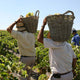 Spanish Wine Tasting Ticket 17 & 18 July