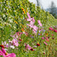 Summer Wine Tasting Festival Ticket : Fri 12 & Sat 13 June
